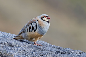 Chukar partridge (Alectoris chukar) (2)