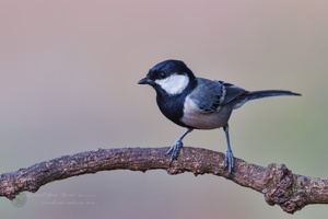 Cinereous Tit (Great Tit) (1)