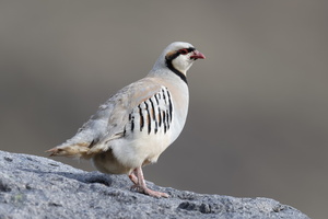 Chukar partridge (Alectoris chukar) (4)