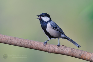 Cinereous Tit (Great Tit) (2)