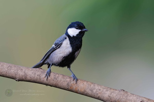 Cinereous Tit (Parus cinereus)01