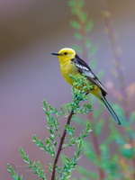 Citrine Wagtail (Motacilla citreola) (1)