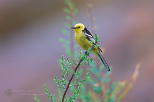 Citrine Wagtail (Motacilla citreola) (2)