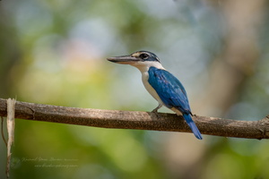 Collared Kingfisher (Todiramphus chloris)