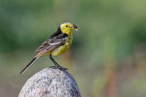 Citrine Wagtail (Motacilla citreola) 