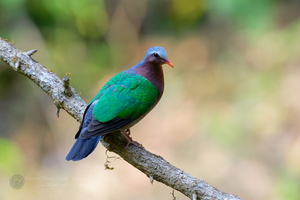 Common emerald dove (Chalcophaps indica) (2)