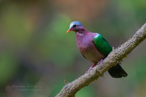 Common emerald dove (Chalcophaps indica) (3)