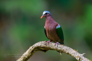 Common emerald dove (Chalcophaps indica) (1)