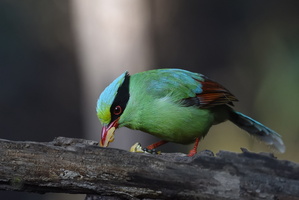 Common Green Magpie (Cissa chinensis)05