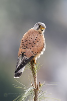 Common Kestrel (Falco tinnunculus) (1)