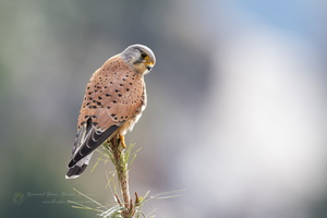Common Kestrel (Falco tinnunculus) (2)