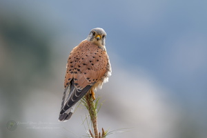 Common Kestrel (Falco tinnunculus) (3)