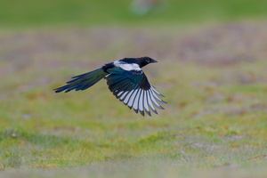common magpie (Pica pica) (2)