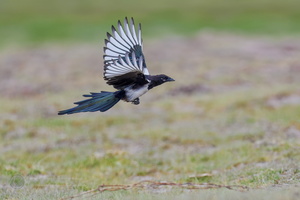 common magpie (Pica pica) (1)