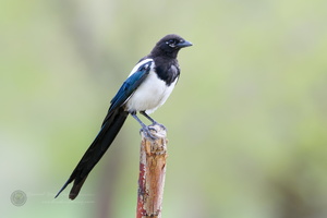 Common magpie (Pica pica) (02)