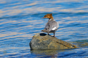 Common Merganser (Mergus merganser) (01)