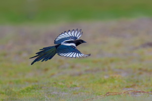 common magpie (Pica pica) (3)
