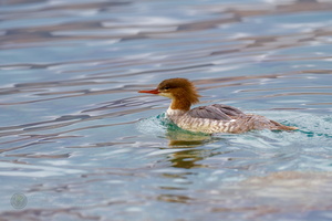 Common merganser (Mergus merganser) (1)