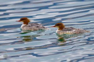 Common merganser (Mergus merganser) (2)