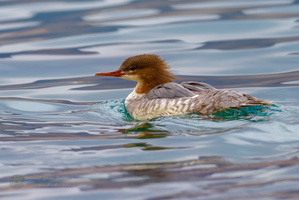 Common merganser (Mergus merganser) (3)