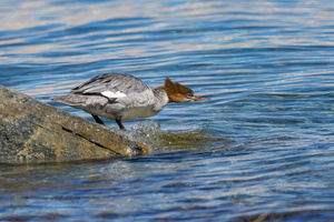 Common Merganser (Mergus merganser) (4)