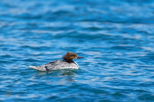 Common Merganser (Mergus merganser) (05)