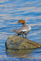 Common Merganser (Mergus merganser) (5)