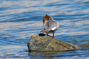 Common Merganser (Mergus merganser) (06)