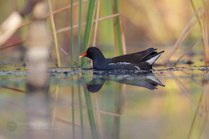 Common Moorhen (Gallinula chloropus) (1)