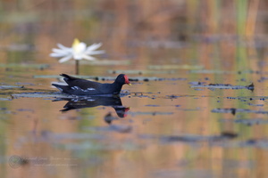 Common Moorhen (Gallinula chloropus) (2)