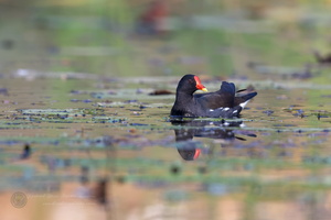 Common Moorhen (Gallinula chloropus) (3)