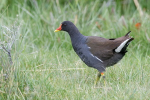 common moorhen (Gallinula chloropus)01