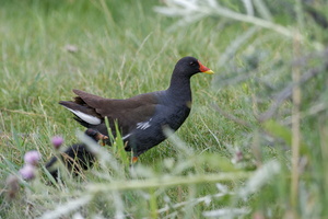 common moorhen (Gallinula chloropus)