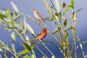 Common Rosefinch (Carpodacus erythrinus)