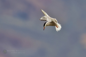 common tern (Sterna hirundo) (3)