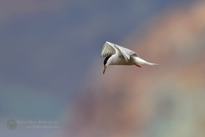 common tern (Sterna hirundo) (2)
