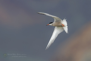 common tern (Sterna hirundo) (1)