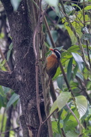 Coral-billed Scimitar Babbler (Pomatorhinus ferruginosus)