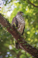 Crested Goshawk (Accipiter trivirgatus) (2)