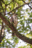 Crested Goshawk (Accipiter trivirgatus) (1)