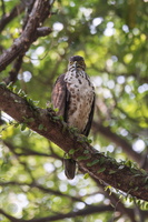 Crested Goshawk (Accipiter trivirgatus) (3)