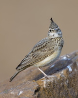 Crested Lark (Galerida cristata) (1)