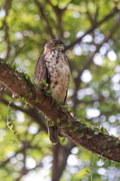 Crested Goshawk (Accipiter trivirgatus) (4)