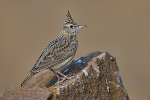 Crested Lark (Galerida cristata) (3)