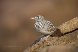 Crested Lark (Galerida cristata) (2)