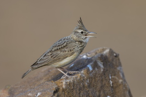 Crested Lark (Galerida cristata) (4)