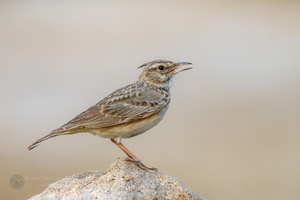 Crested lark (Galerida cristata)