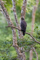 Crested Serpent-eagle (Spilornis cheela) (2)