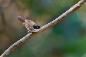 Dark-fronted babbler (Rhopocichla atriceps) (1)