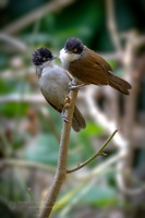 Dark-fronted babbler (Rhopocichla atriceps) (4)